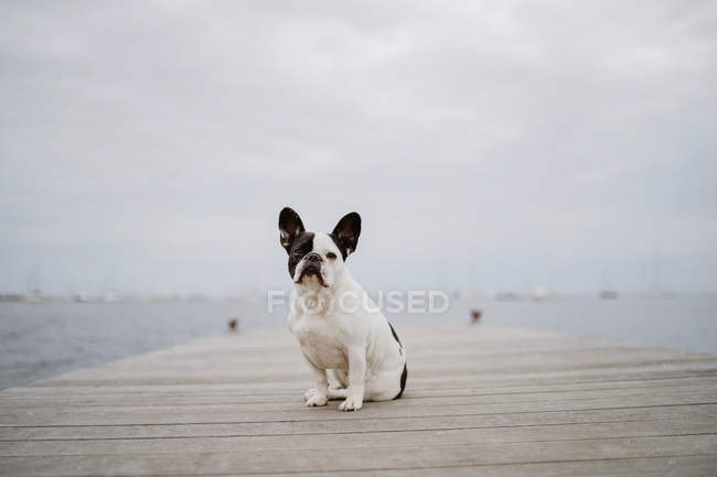 Adorável Bulldog francês sentado no cais de madeira no dia cinza na praia — Fotografia de Stock