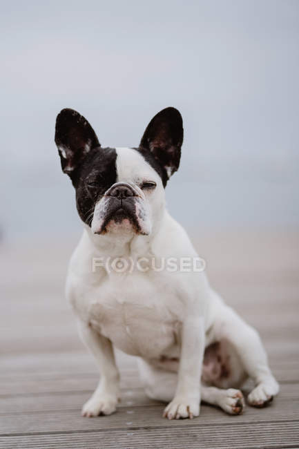 Entzückende französische Bulldogge sitzt an grauen Tagen am Strand auf einem hölzernen Steg — Stockfoto