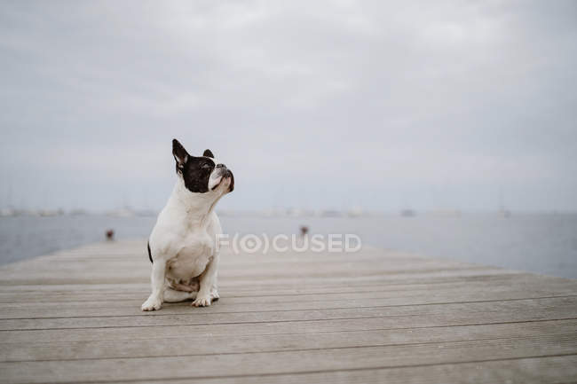 Очаровательный французский бульдог сидит на деревянном пирсе в серый день на пляже — стоковое фото