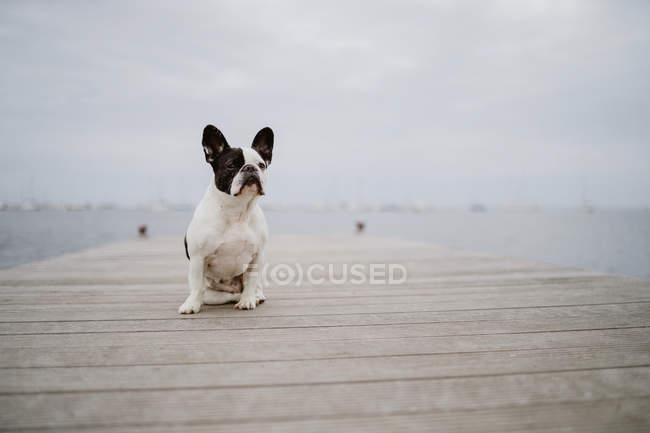 Adorable bouledogue français assis sur une jetée en bois le jour gris sur la plage — Photo de stock