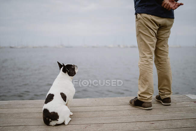 Back view of adult male and spotted French Bulldog on timber pier and looking at calm sea on gray day — Stock Photo