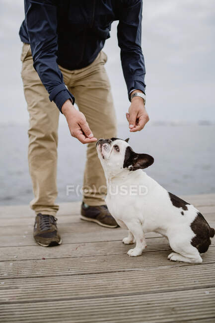 Loyal French bulldog smelling hand of crop man while spending time on pier near sea together — Stock Photo