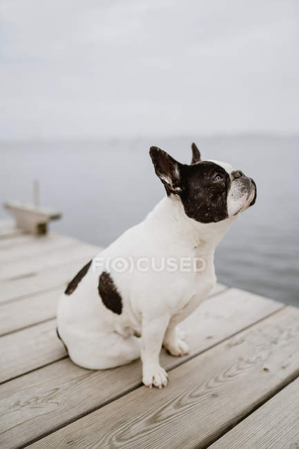 Adorable French Bulldog sitting on wooden pier on gray day on beach — Stock Photo