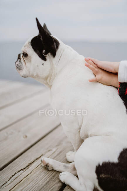 Visão traseira de duas crianças abraçando Bulldog francês enquanto sentado na praia perto do mar juntos — Fotografia de Stock