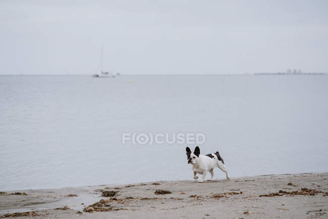 Bulldog francês manchado correndo na costa arenosa perto do mar calmo no dia maçante — Fotografia de Stock