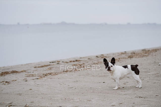 Bulldog francês manchado em pé na costa arenosa perto do mar calmo no dia maçante — Fotografia de Stock