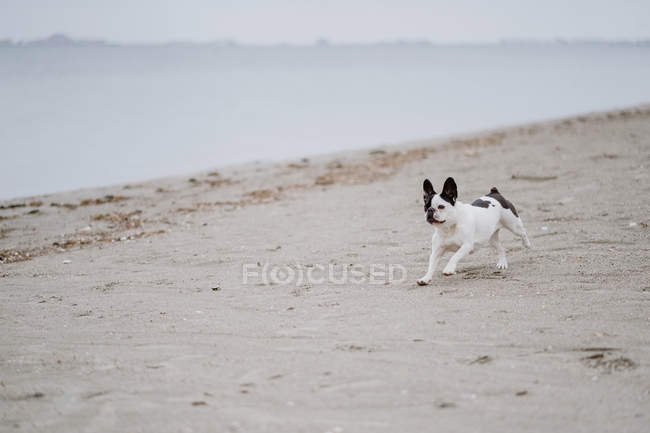 Bulldog francês manchado correndo na costa arenosa perto do mar calmo no dia maçante — Fotografia de Stock
