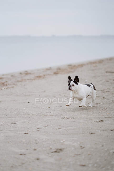 Manchado Bulldog francés corriendo en la orilla arenosa cerca del mar tranquilo en el día aburrido - foto de stock