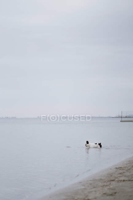 Manchado Bulldog francés corriendo en el agua de mar en día aburrido - foto de stock