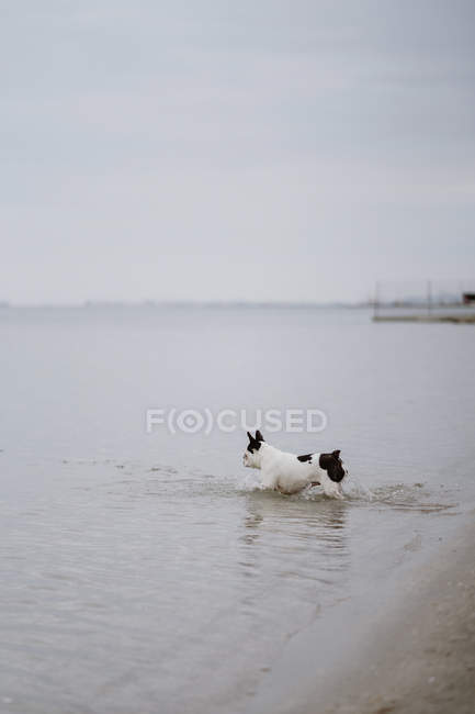 Bulldog francês manchado correndo na água do mar no dia maçante — Fotografia de Stock