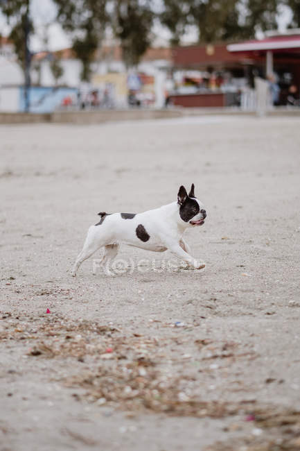 Spotted French Bulldog running on sandy beach on dull day — Stock Photo