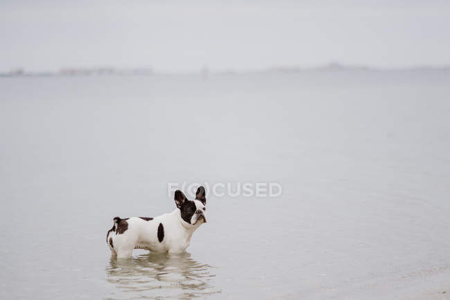 Gefleckte französische Bulldogge steht an trüben Tagen im Meerwasser — Stockfoto