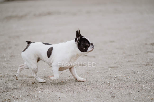 Bulldog francês manchado andando na praia de areia no dia maçante — Fotografia de Stock