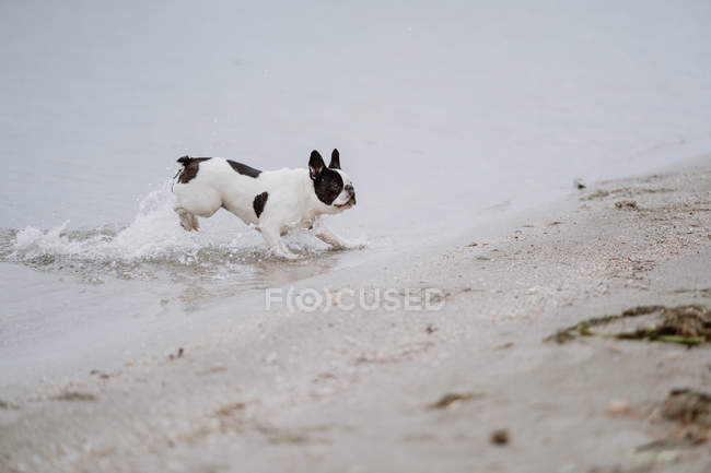 Bulldog francês manchado correndo na praia de areia perto do mar calmo no dia maçante — Fotografia de Stock