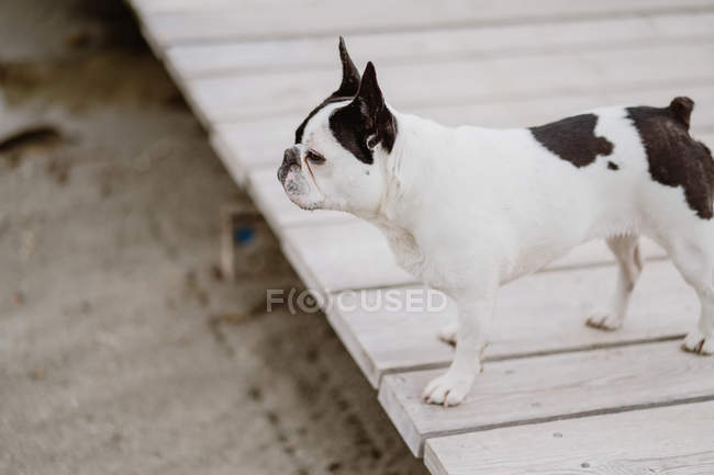 Entzückende französische Bulldogge steht auf Holzsteg am Strand — Stockfoto