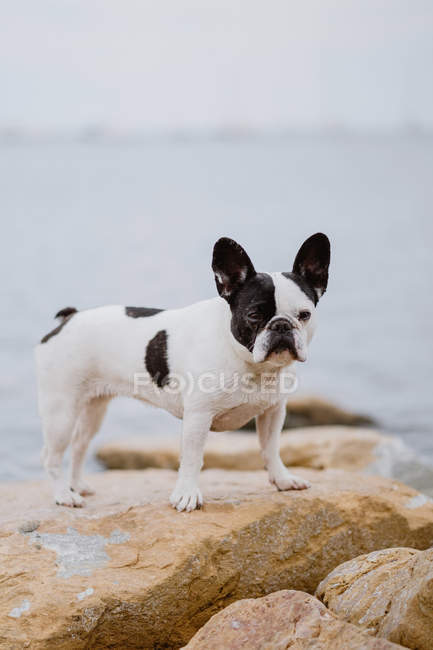 Curioso Bulldog francese in piedi su pietre grezze vicino al mare calmo il giorno lunatico — Foto stock