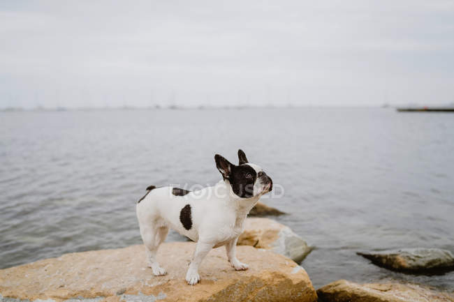 Neugierige französische Bulldogge steht an einem launischen Tag auf rauen Steinen nahe ruhiger See — Stockfoto