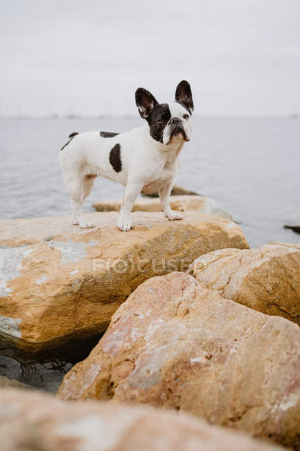 Цікавий французький бульдог стоїть на грубих каменів біля спокійного моря на день — стокове фото