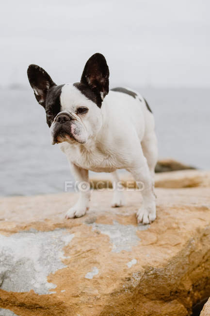 Lindo Bulldog francés de pie sobre piedras ásperas cerca del mar tranquilo en el día de mal humor - foto de stock