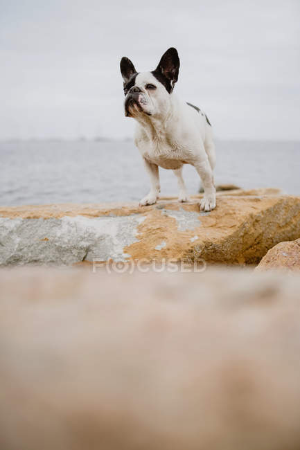 Curious French Bulldog standing on rough stones near calm sea on moody day — Stock Photo