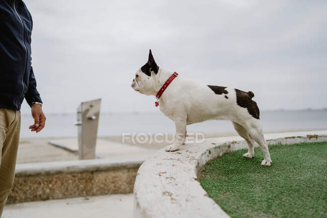 Carino Bulldog francese in piedi su pietre grezze vicino al mare calmo il giorno lunatico — Foto stock