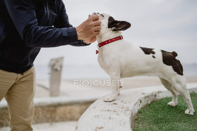 Side view of anonymous adult man in casual outfit petting adorable French Bulldog while spending time near sea — Stock Photo