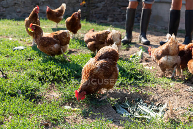 Kinder in Sommerkleidung und Wellingtons Füttern von Hühnern durch Gras in Bauernhof bei sonnigem Tag — Stockfoto