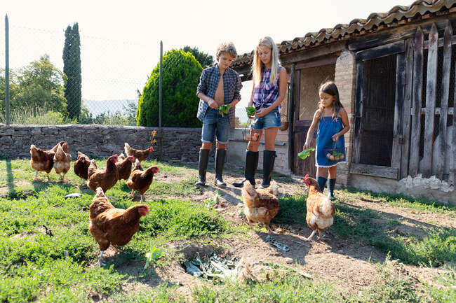 Дети в летней одежде и веллингтоны кормят кур травой на ферме в солнечный день — стоковое фото