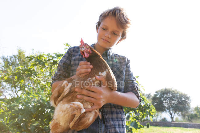 Adolescente niño y en camisa a cuadros y vaquero gallina de mascotas cortas mientras está de pie cerca de los arbustos verdes en el día soleado en la granja - foto de stock