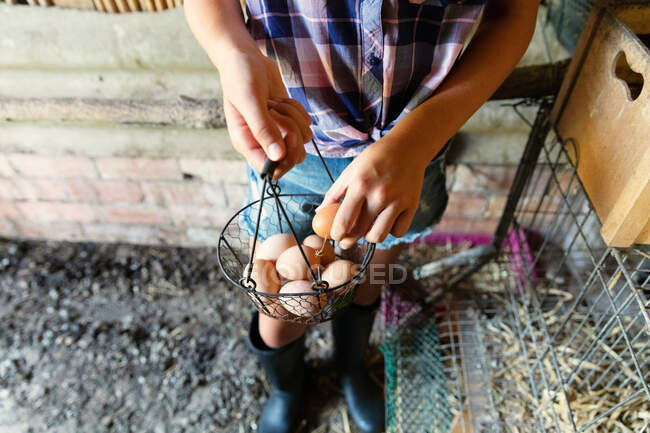 Анонімні підлітки в простенькій сорочці та шорти, які збирають свіжі курячі яйця з гнізда в сараї, допомагаючи з хатньою роботою на фермі. — стокове фото