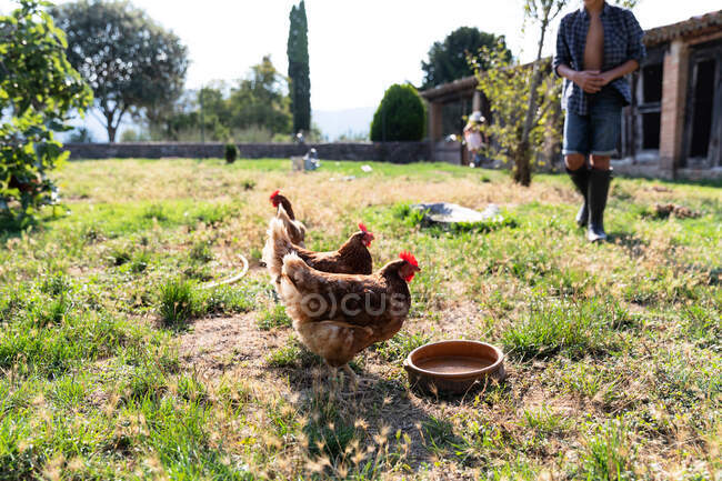 Brown hens drinking water and grazing while walking on green grass of farmyard on sunny day on ranch — Stock Photo