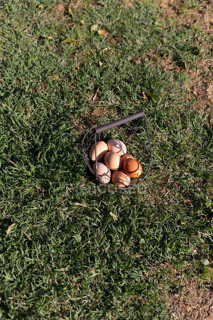 Metal basket with fresh eggs placed on green lawn — Stock Photo