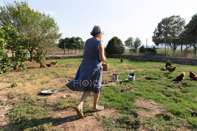 Задний вид анонимной пожилой женщины в платье, несущей зерно в корзине во время кормления кур в солнечный день на ферме — стоковое фото