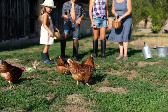 Avó e netos com cestas dando grãos a galinhas de pastagem enquanto estão perto do celeiro no dia ensolarado na fazenda — Fotografia de Stock