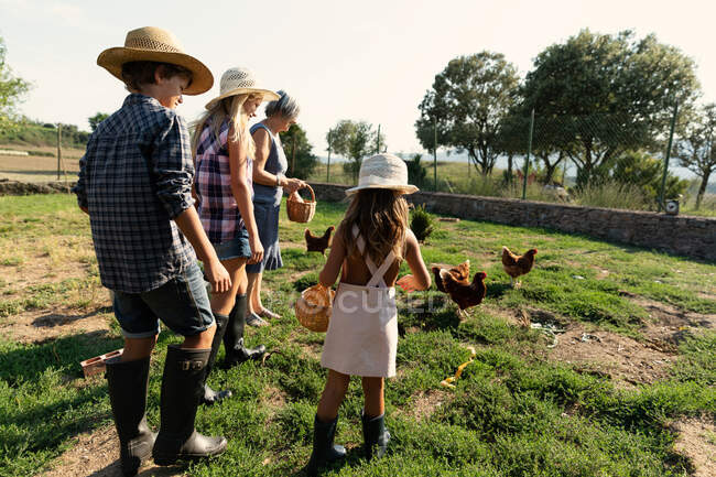 Abuela y nietos con cestas que dan grano a las gallinas de pastoreo mientras están de pie cerca del granero en el día soleado en la granja - foto de stock