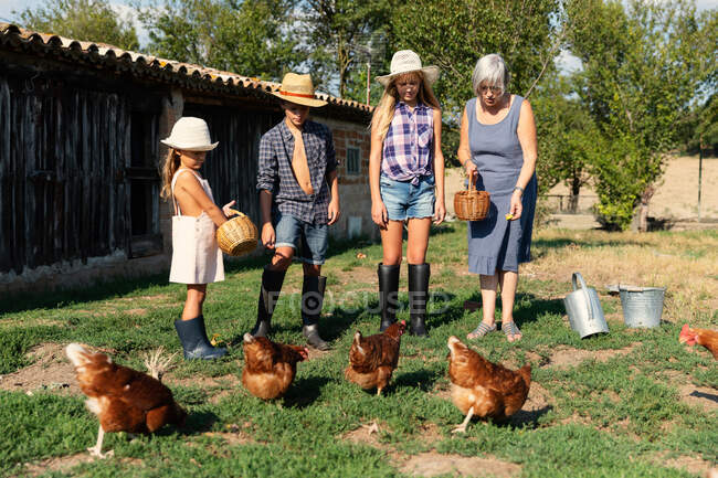 Abuela y nietos con cestas que dan grano a las gallinas de pastoreo mientras están de pie cerca del granero en el día soleado en la granja - foto de stock