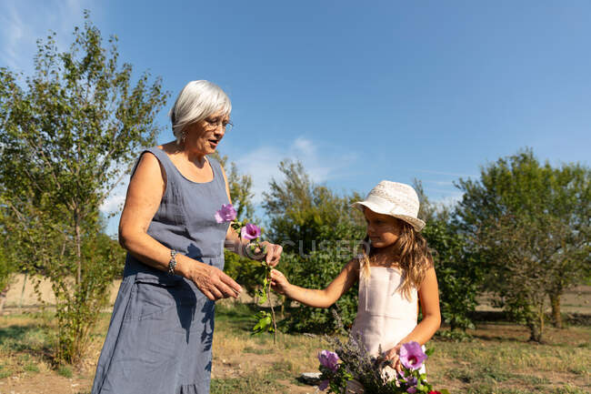 Senior woman and little girl picking beautiful flowers in garden together on sunny day on farm — Stock Photo