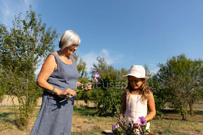 Mujer mayor y niña recogiendo hermosas flores en el jardín juntos en el día soleado en la granja - foto de stock