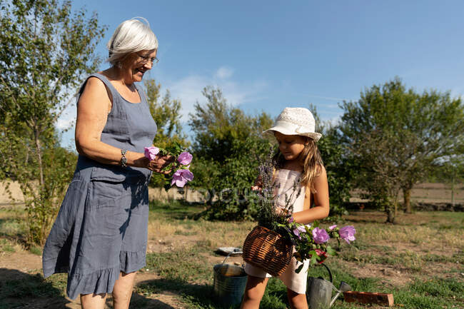 Mujer mayor y niña recogiendo hermosas flores en el jardín juntos en el día soleado en la granja - foto de stock