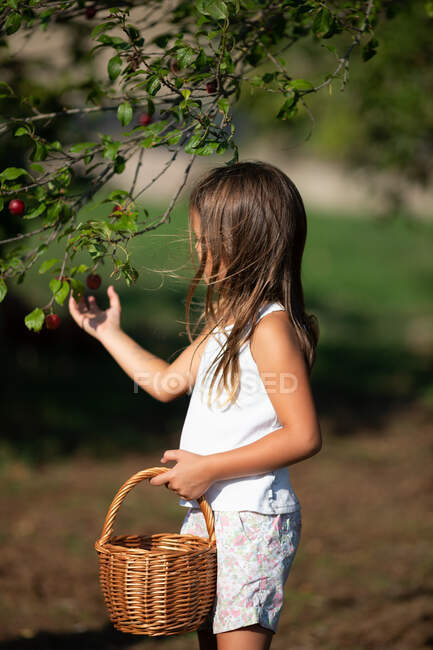 Side view of little girl with basket while picking ripe cherries on sunny day on farm — Stock Photo