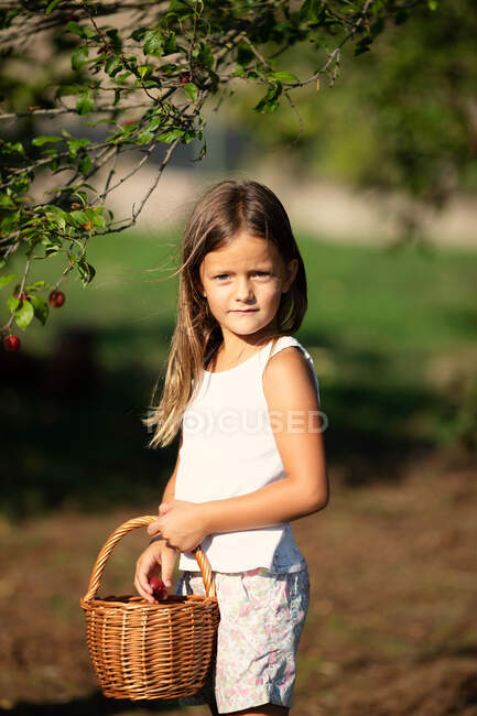 Вид сбоку маленькой девочки с корзиной, смотрящей в камеру во время сбора спелой вишни в солнечный день на ферме — стоковое фото