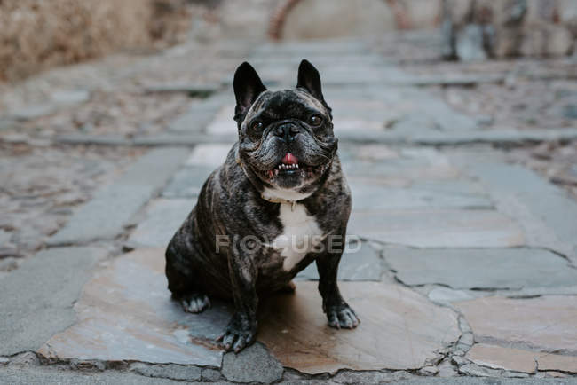 Bulldog francés con manchas grises sentado en el pavimento de la calle y mirando a la cámara - foto de stock
