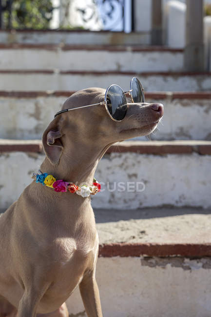 Cão engraçado em óculos de sol e colarinho colorido sentado em escadas rasgadas à luz do sol — Fotografia de Stock