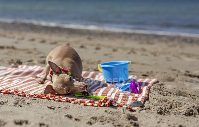 Verspieltes Hundebeißspielzeug am Sandstrand im Sonnenlicht — Stockfoto