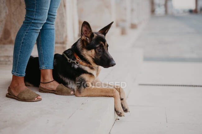 Cute german shepherd standing on cobblestone pavement with crop owner standing near — Stock Photo