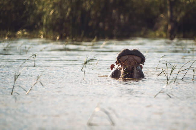 Huge wild hippopotamus opening mouth while swimming in tranquil lake in national park in Ethiopia - foto de stock