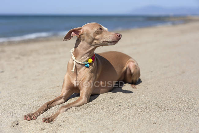Итальянская борзая собака отдыхает на солнечном пляже — стоковое фото