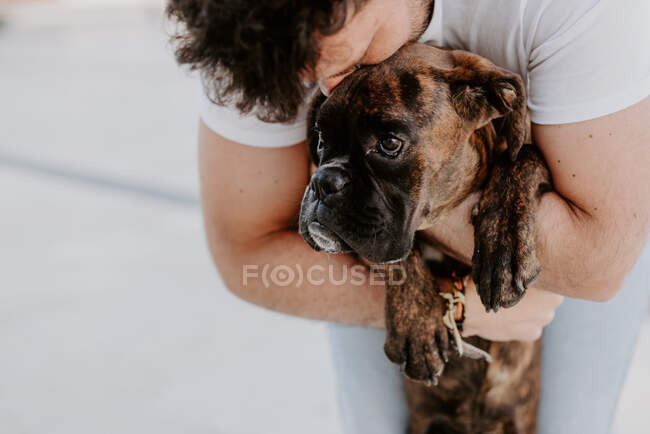 Adorable chien boxeur réfléchi dans les mains du propriétaire de liaison attentionné — Photo de stock