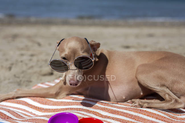 Маленькая итальянская борзая собака в солнечных очках на пляже — стоковое фото