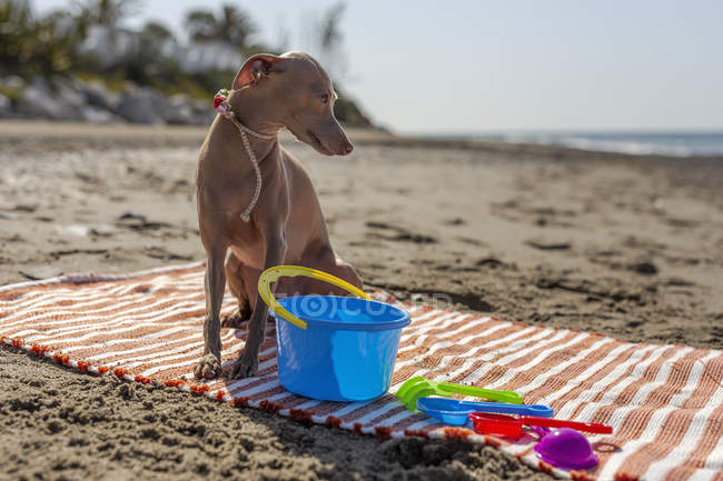 Игривая собака, сидящая на ковре с игрушками на песчаном пляже под солнцем — стоковое фото